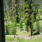 I know you see it now. 2019-07-29 Back _Yard Elk