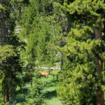 See it is there! 2019-07-29 Back _Yard Elk