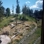 2019-08-04 Grizzly and Wolf Discovery Center