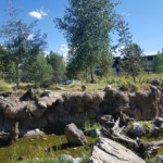 2019-08-04 Grizzly and Wolf Discovery Center