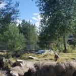 2019-08-04 Grizzly and Wolf Discovery Center