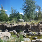 2019-08-04 Grizzly and Wolf Discovery Center