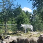 2019-08-04 Grizzly and Wolf Discovery Center