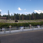 2019-08-04 Grizzly and Wolf Discovery Center