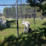 2019-08-04 Grizzly and Wolf Discovery Center
