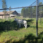 2019-08-04 Grizzly and Wolf Discovery Center