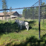 2019-08-04 Grizzly and Wolf Discovery Center
