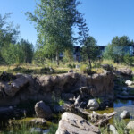 2019-08-04 Grizzly and Wolf Discovery Center