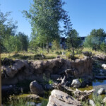 2019-08-04 Grizzly and Wolf Discovery Center