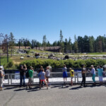 Bears finding and eating their hidden food. 2019-08-04 Grizzly and Wolf Discovery Center