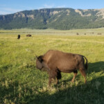 2019-08-07 More Bison