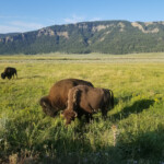 2019-08-07 More Bison