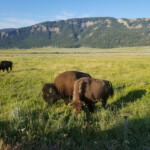 2019-08-07 More Bison
