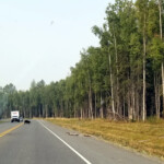 My first bear sighting in Alaska. 2019-08-19 JBER Black Bear 01