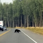 2019-08-19 JBER Black Bear 02 zoomed