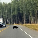 My first bear sighting in Alaska, digitally zoomed in. 2019-08-19 JBER Black Bear 02 zoomed