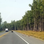 My first bear sighting in Alaska. 2019-08-19 JBER Black Bear 02