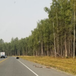 My first bear sighting in Alaska. 2019-08-19 JBER Black Bear 03