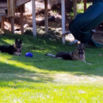 Cota (short for Dakota) and Rex enjoying the shade. 2019-08-24 Cota n Rex