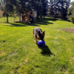 Cota the younger of the two is wanting to play. 2019-08-24 Cota n Rex