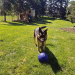 Come on throw the ball! 2019-08-24 Cota n Rex