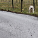Guard dog trying to chase me away. IMG_0234