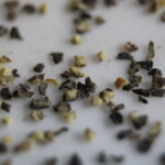 Marco Photo of Black Pepper