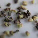 Marco Photo of Black Pepper