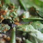 Marco Photo of Some Spices