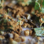 Marco Photo of Some Spices