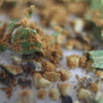 Marco Photo of Some Spices