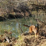 Rocket with Cedar Run behind him Cedar Run