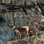 Cedar Run and Miles