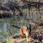 Cedar Run and Rocket Cedar Run and Rocket