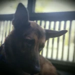 Rocket Chillin OnThe Porch RIP Rocket