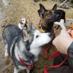 Memorial Day RIP Rocket