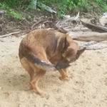 Memorial Day RIP Rocket