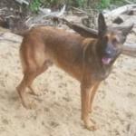 Memorial Day RIP Rocket