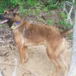 Memorial Day RIP Rocket