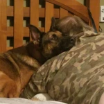 Snuggle Time RIP Rocket