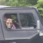 Rocket The Jeep Dog RIP Rocket