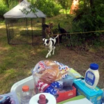 The Dogs Mothers Day 2023