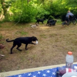 Dogs, Dogs, Dogs Mothers Day 2023